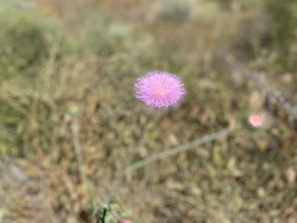 Bloomin’ Cactus